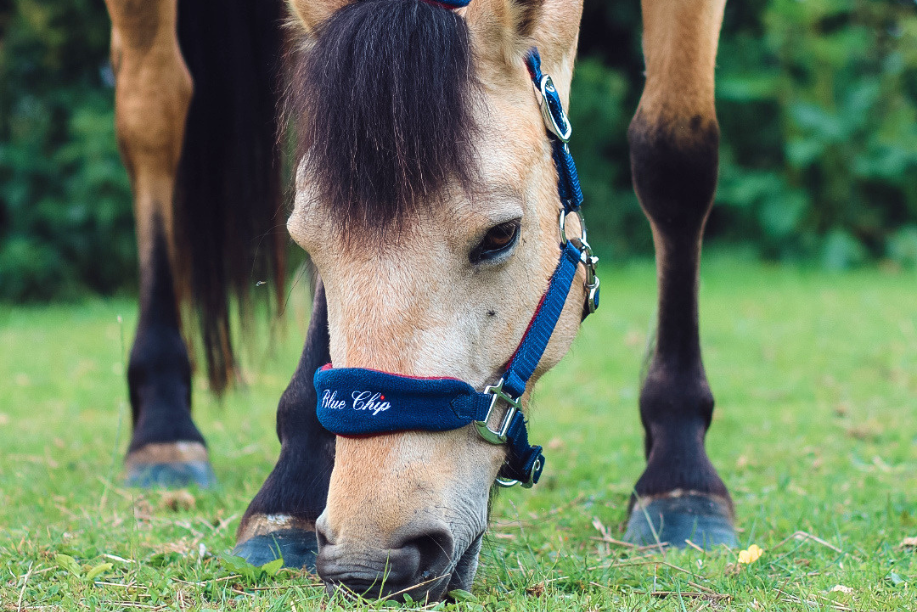 Horse eating grass