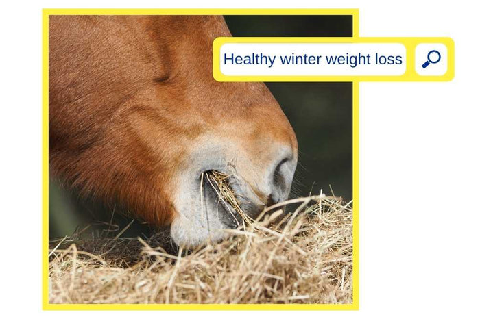 Healthy winter weight loss for your horse