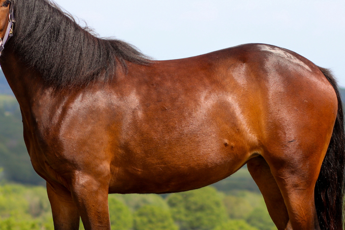 Protect your horse's gut - Why owners trust Ulsa-Cool