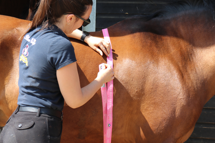 Reducing your horse's calories - A 2 year story