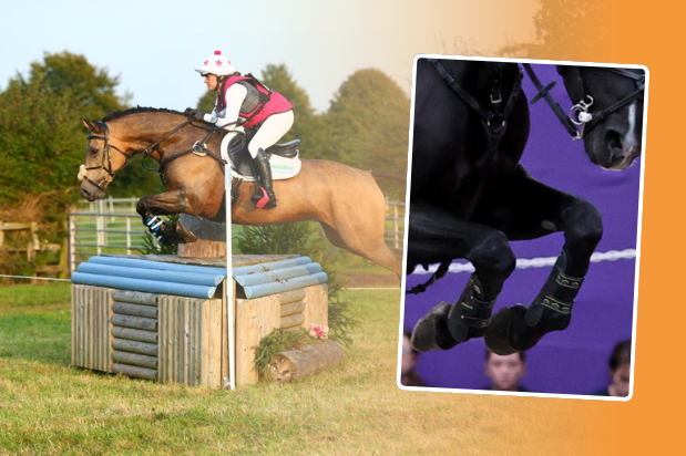 Top 5 ingredients for Equine Joint Health