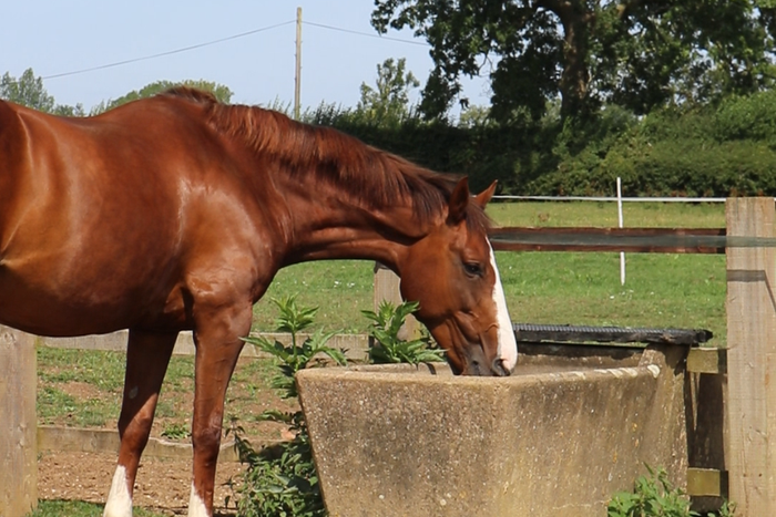 Top Tips to hydrate and keep your horse cool in hot weather