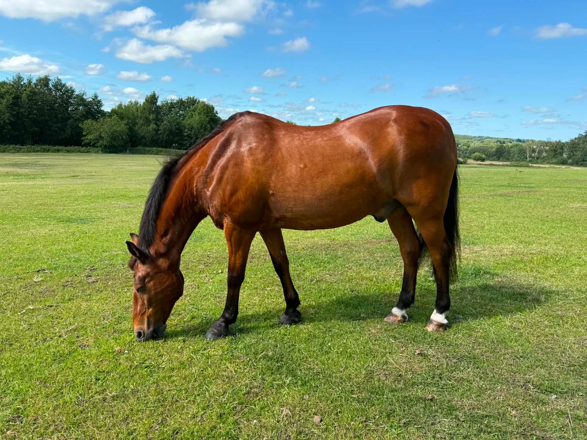 Senior horse