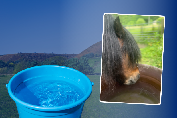IT’S SUNNY - Check those water buckets and troughs