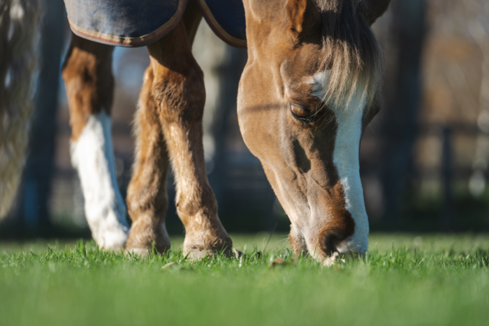 Why older horses lose condition in winter