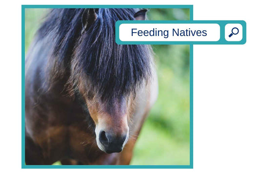 Feeding Native Horses