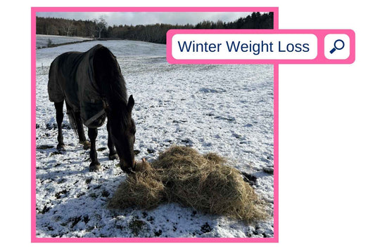 Winter weight loss - FOR THE GOOD of your overweight pony or horse