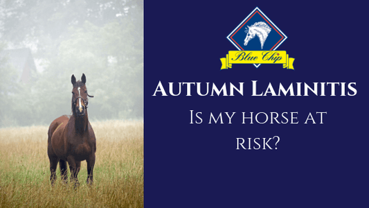 Autumn Laminitis - is my horse at risk? | Blue Chip