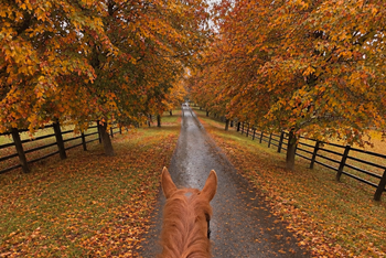 Horse jumping 