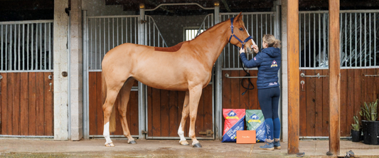 Clipped horse