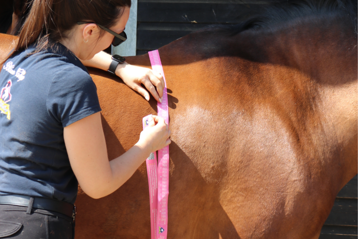 Equine diet planning