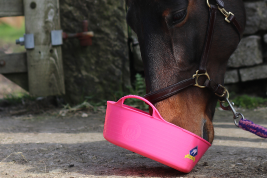 Horse eating feed balancer