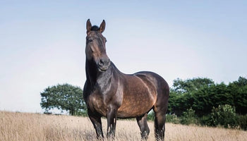 Autumn horse dapples
