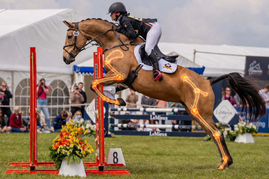 Horse jumping 