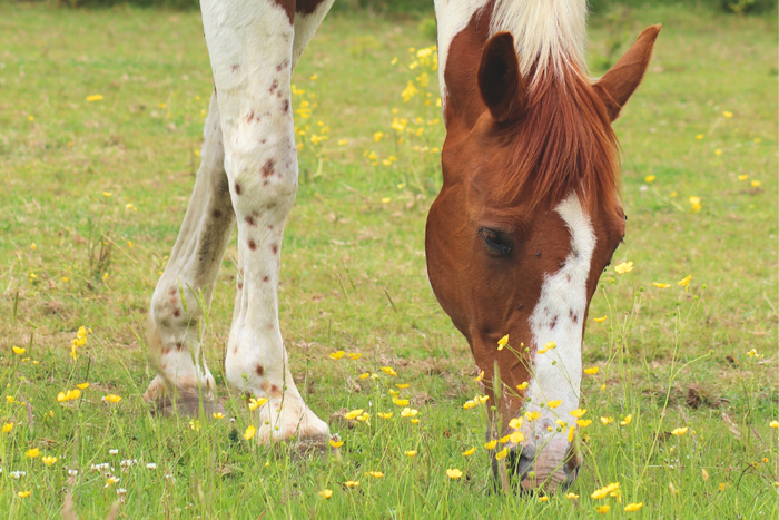 Late summer grazing is finally revived with rain!