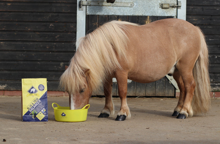 Shetland pony eating Slim & Trim balancer