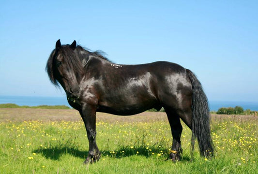 Shiny, calm horse in the field