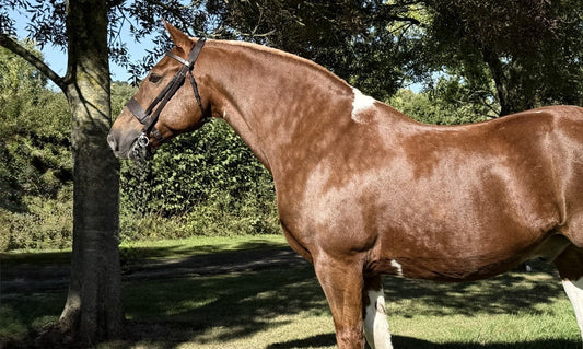 Roly (Ranchella Rolex) VOTE TODAY!