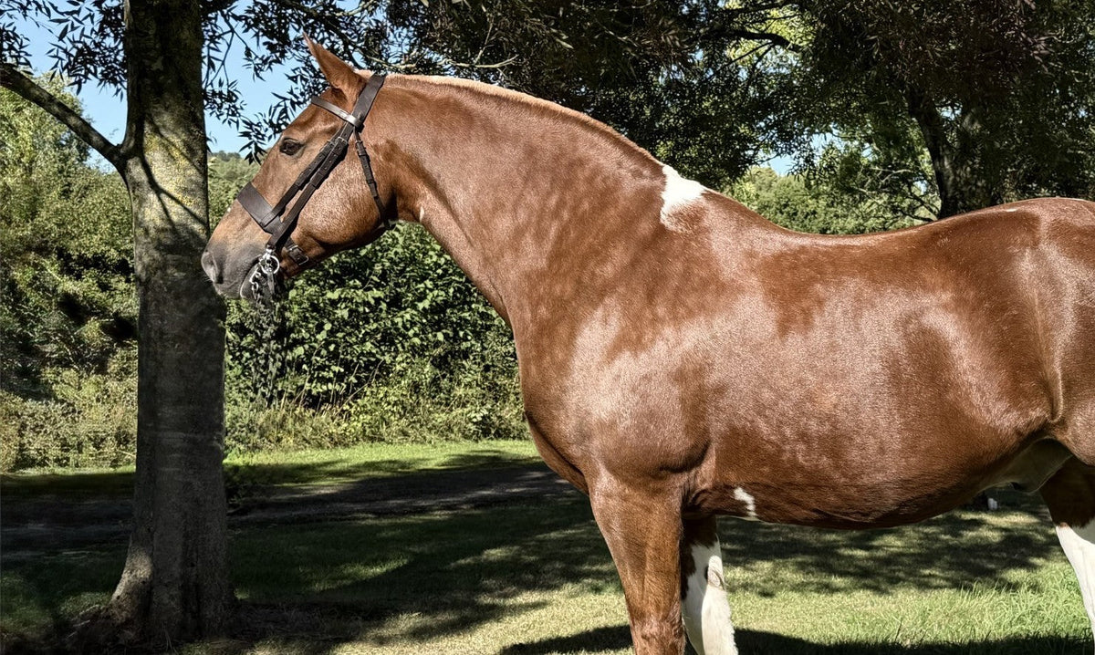 Roly (Ranchella Rolex) VOTE TODAY!