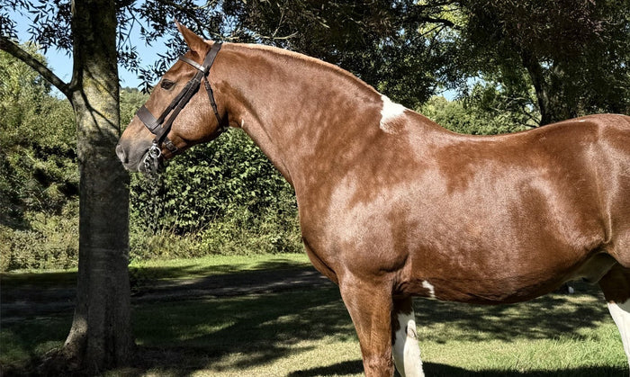 Roly (Ranchella Rolex) VOTE TODAY!