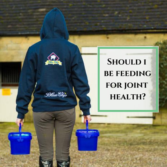 Should I be feeding a Joint Supplement? | Blue Chip