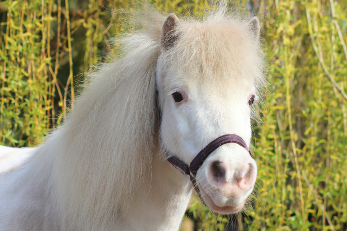 Top tips for horses with Cushing’s (PPID) in autumn