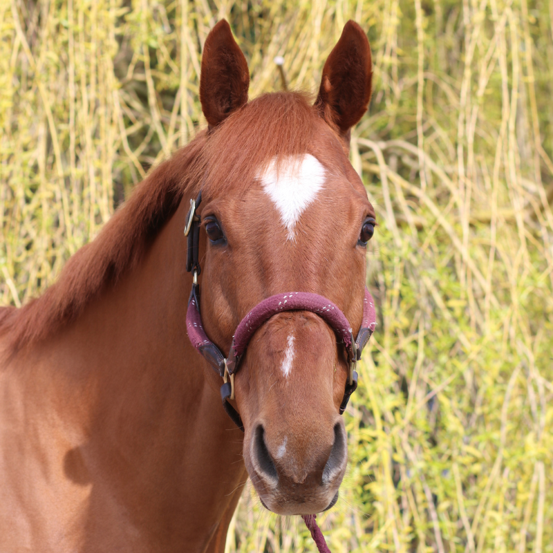 Happy Mare Super Concentrated Feed Balancer