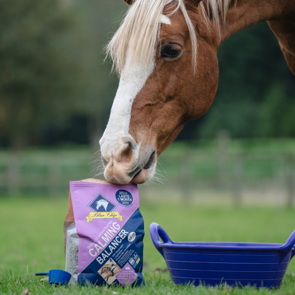 Calming Super Concentrated Feed Balancer - For daily calming