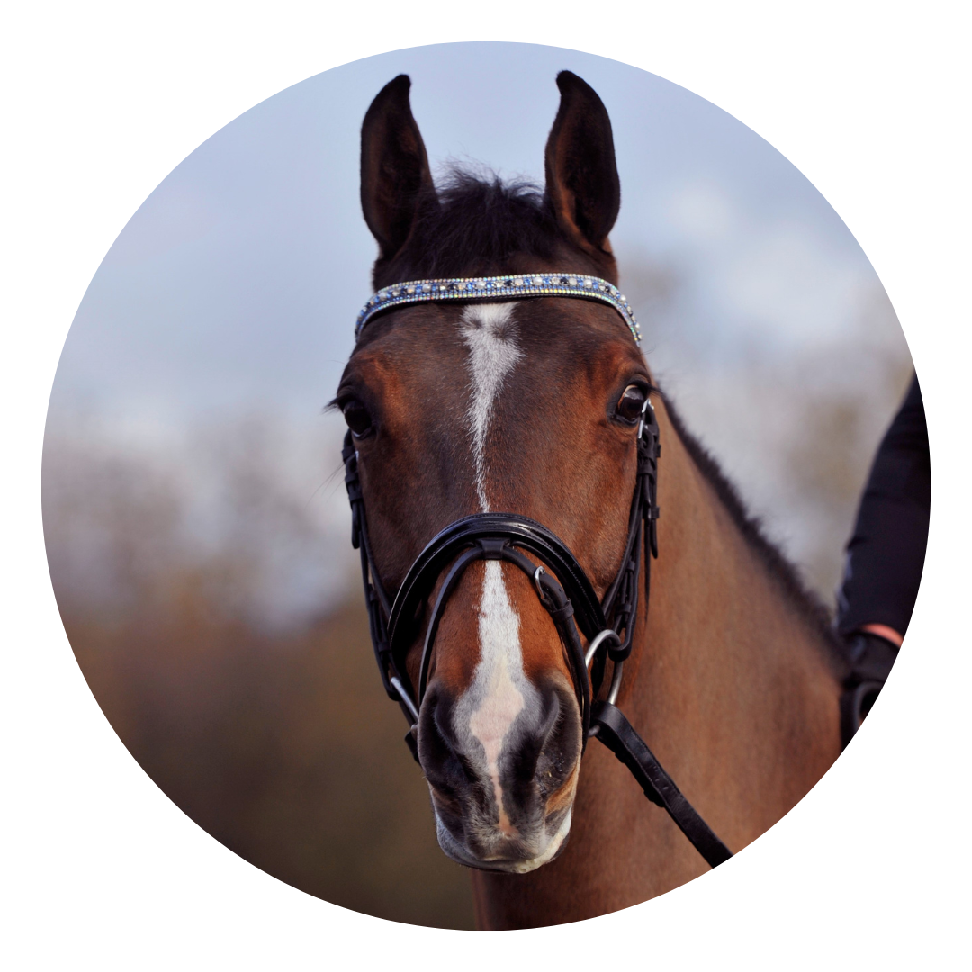 Blue Chip Limited Edition Browband