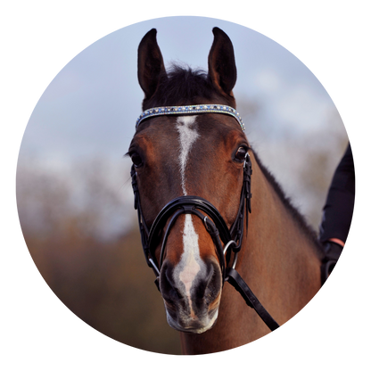 Blue Chip Limited Edition Browband